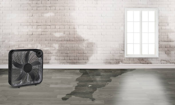Best Flood restoration services  in Vance, AL