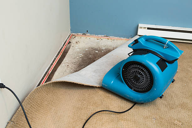 Best Water damage restoration mold remediation  in Vance, AL